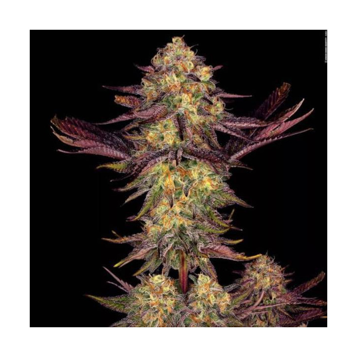 Semillas de marihuana feminizadas Tangerine Sorbet - Paradise Seeds