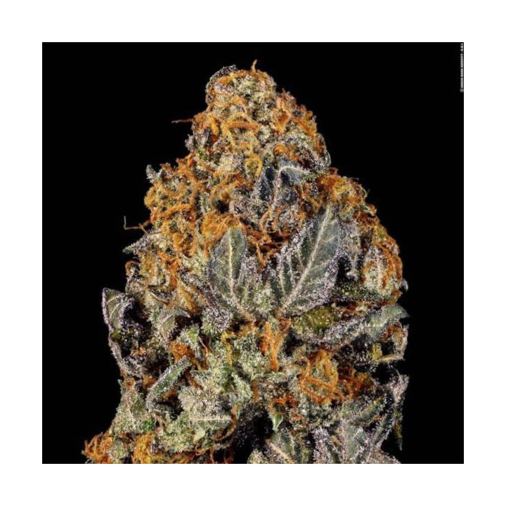 Semillas de marihuana feminizadas Tangerine Sorbet - Paradise Seeds