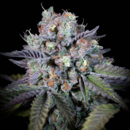 Semillas de Marihuana Feminizadas Purple Mints - Paradise Seeds