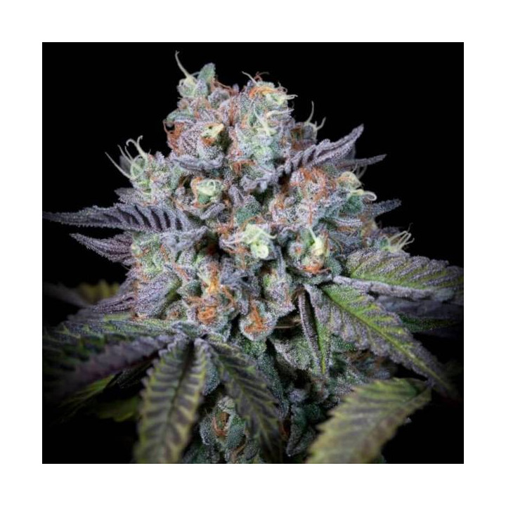 Semillas de Marihuana Feminizadas Purple Mints - Paradise Seeds