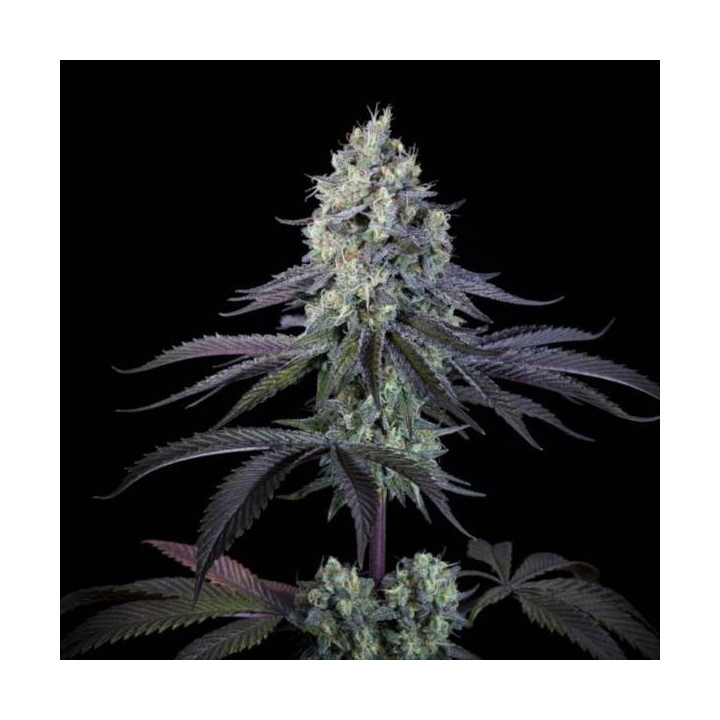 Semillas de Marihuana Feminizadas Purple Mints - Paradise Seeds 2
