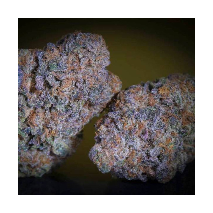 Semillas de Marihuana Feminizadas Purple Mints - Paradise Seeds 3