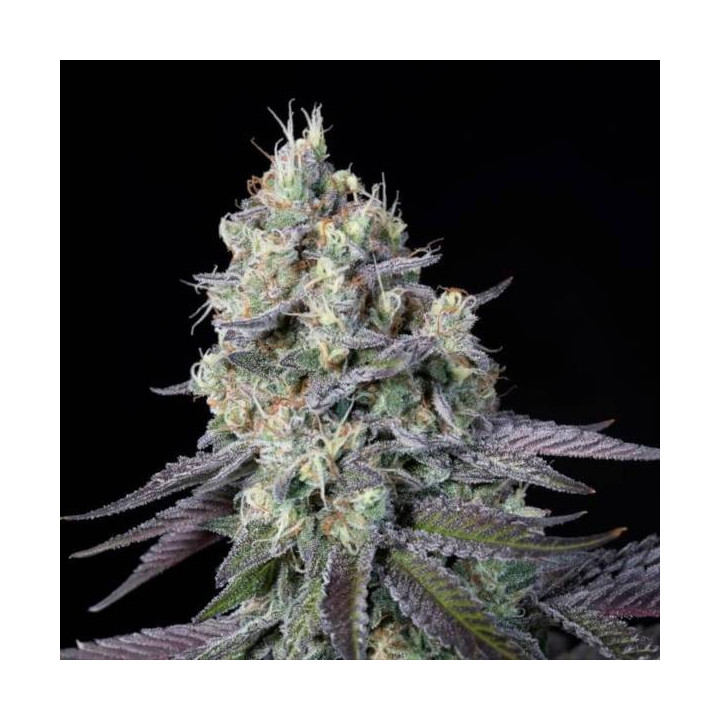 Semillas de Marihuana Feminizadas Purple Mints - Paradise Seeds 4