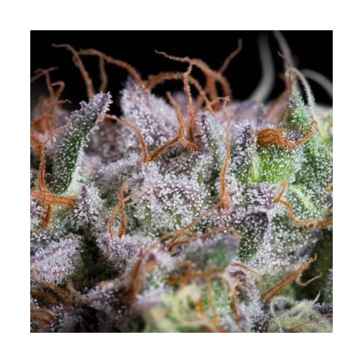 Semillas de Marihuana Feminizadas Purple Mints - Paradise Seeds 5