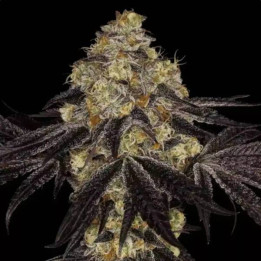 Semillas de Marihuana Feminizadas Sunset Paradise - Paradise Seeds