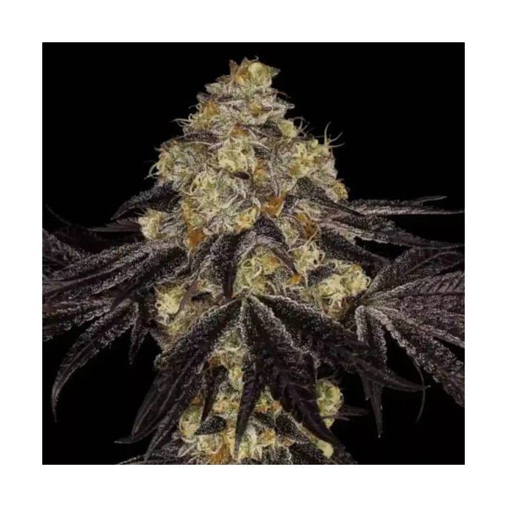 Semillas de Marihuana Feminizadas Sunset Paradise - Paradise Seeds