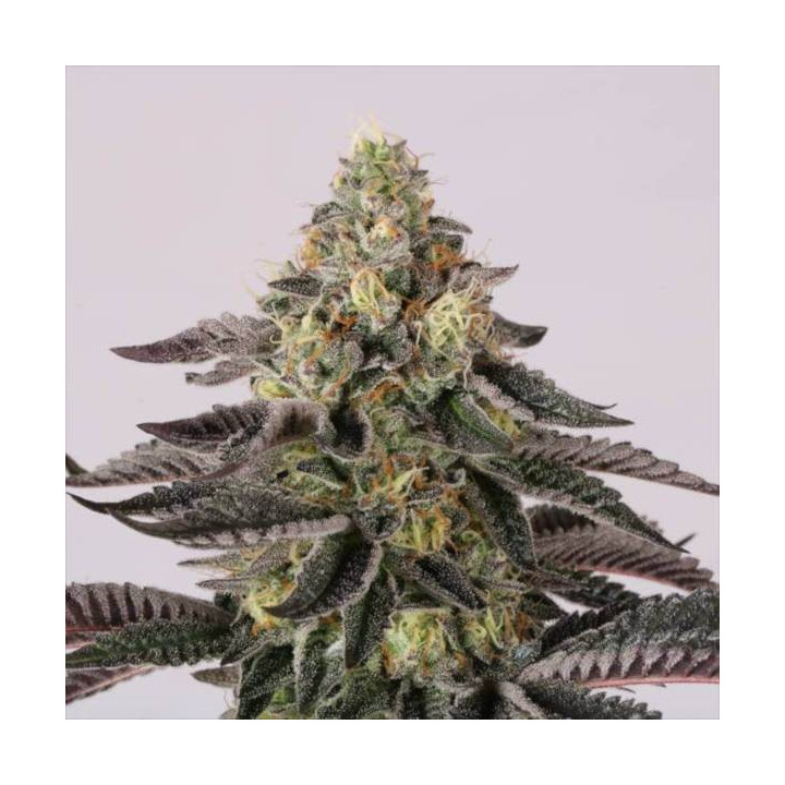 Semillas de Marihuana Feminizadas Sunset Paradise - Paradise Seeds2