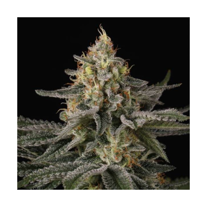 Semillas de Marihuana Feminizadas Sunset Paradise - Paradise Seeds 3