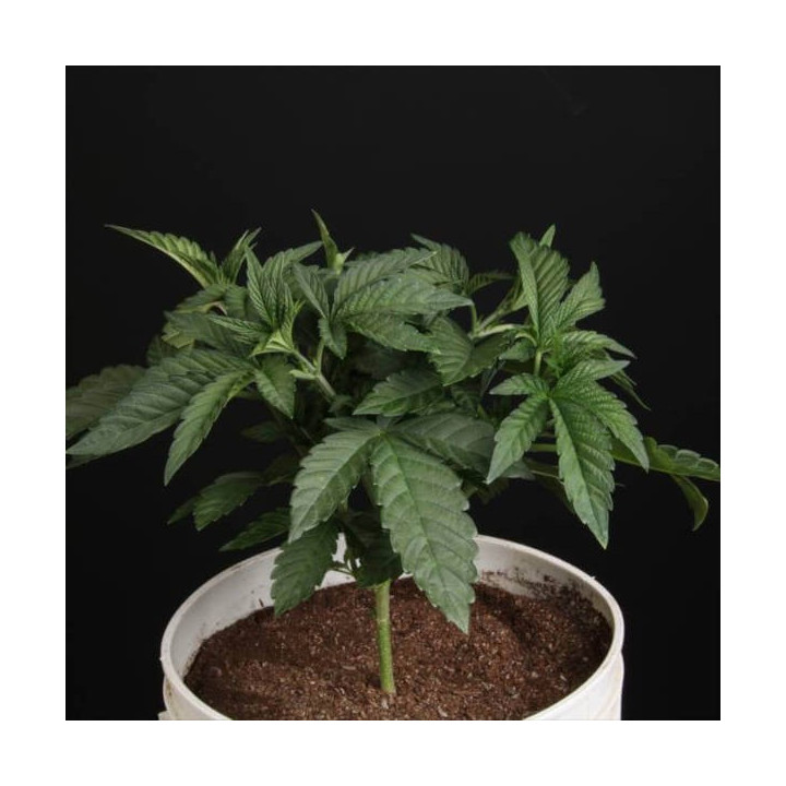 Semillas de Marihuana Feminizadas Sunset Paradise - Paradise Seeds 4