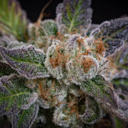 Semillas de Marihuana Feminizadas Sweetopia - Paradise Seeds