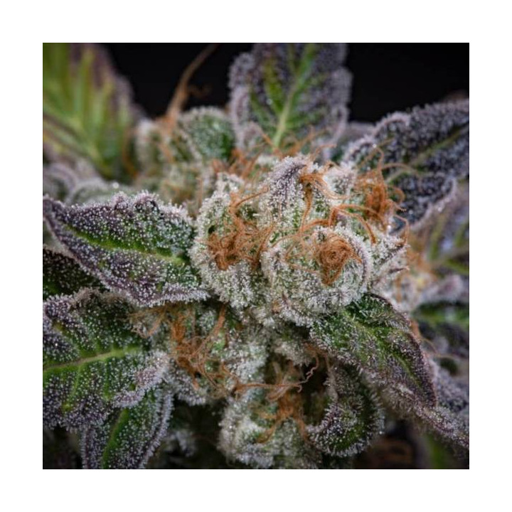 Semillas de Marihuana Feminizadas Sweetopia - Paradise Seeds