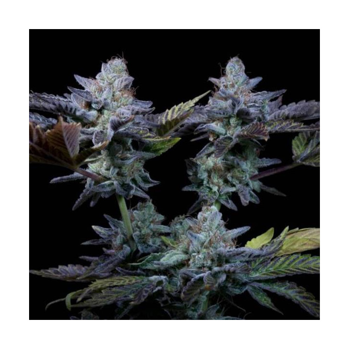 Semillas de Marihuana Feminizadas Sweetopia - Paradise Seeds 2