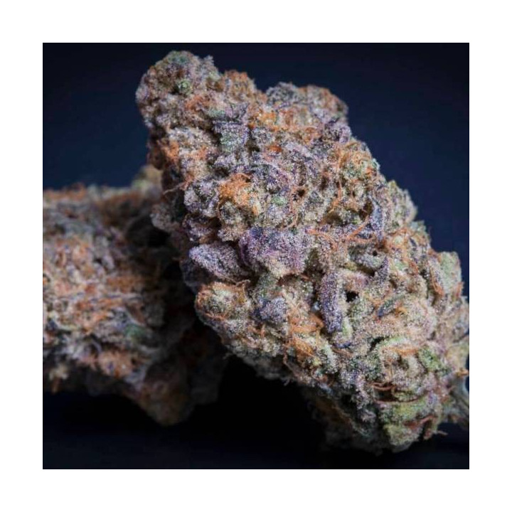Semillas de Marihuana Feminizadas Sweetopia - Paradise Seeds 3