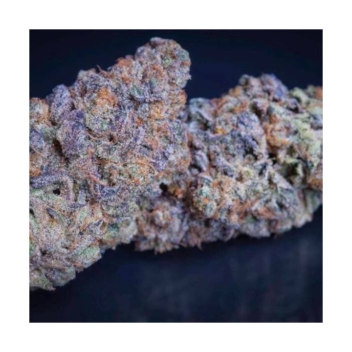 Semillas de Marihuana Feminizadas Sweetopia - Paradise Seeds 4