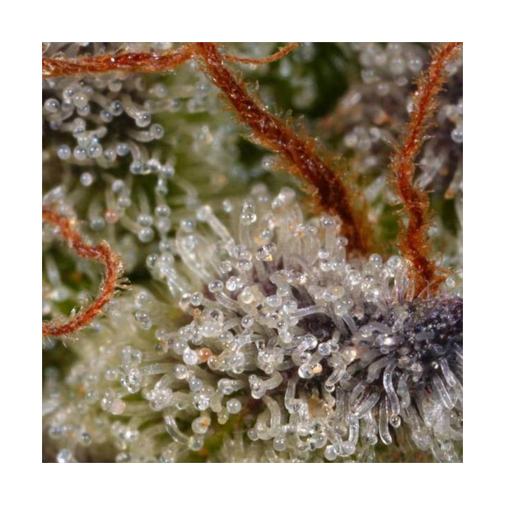 Semillas de Marihuana Feminizadas Sweetopia - Paradise Seeds 5