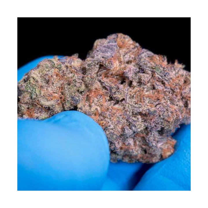 Semillas de Marihuana Feminizadas Sweetopia - Paradise Seeds 6