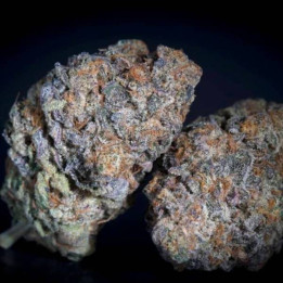 Semillas de Marihuana feminizadas Gulupa - Paradise Seeds