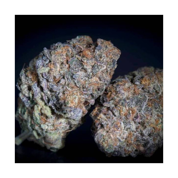 Semillas de Marihuana feminizadas Gulupa - Paradise Seeds