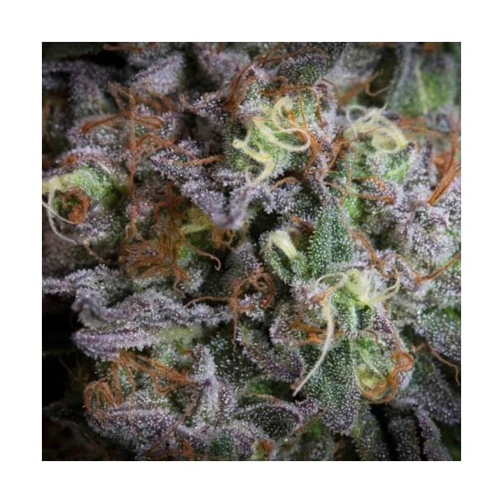 Semillas de Marihuana feminizadas Gulupa - Paradise Seeds 2