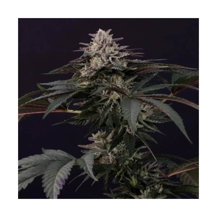 Semillas de Marihuana feminizadas Gulupa - Paradise Seeds 3