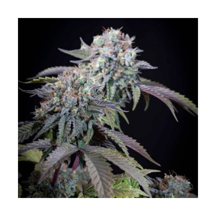 Semillas de Marihuana feminizadas Gulupa - Paradise Seeds 4