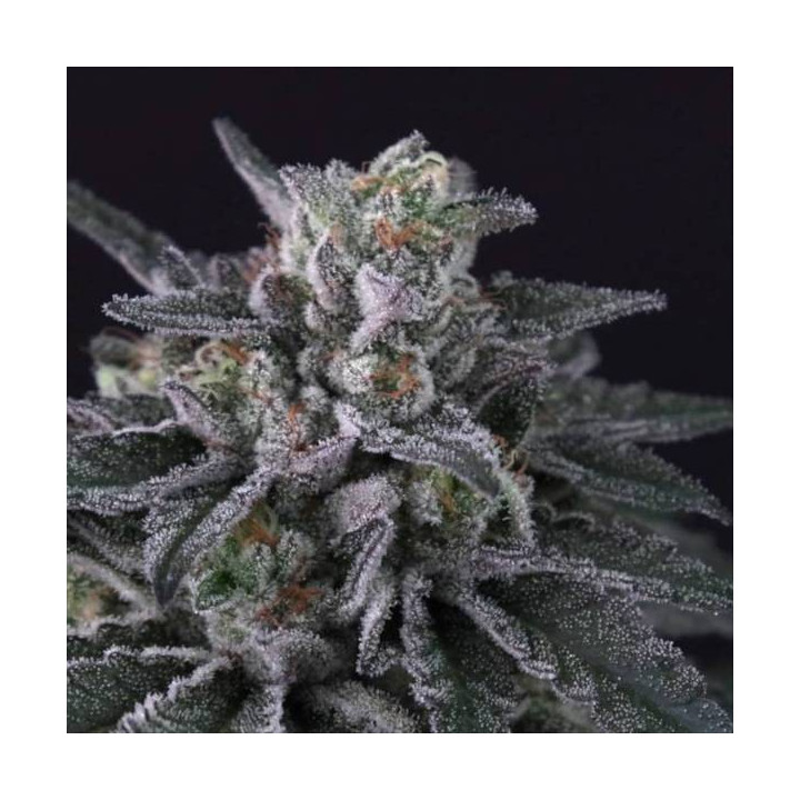 Semillas de Marihuana feminizadas Gulupa - Paradise Seeds 5