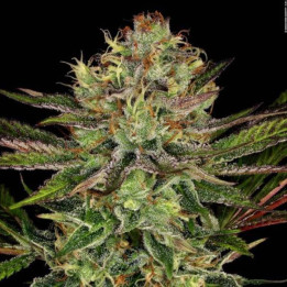 Semillas de Marihuana Feminizadas Chocolate Wafflez - Paradise Seeds