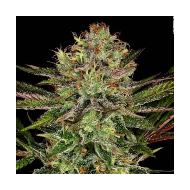 Semillas de Marihuana Feminizadas Chocolate Wafflez - Paradise Seeds