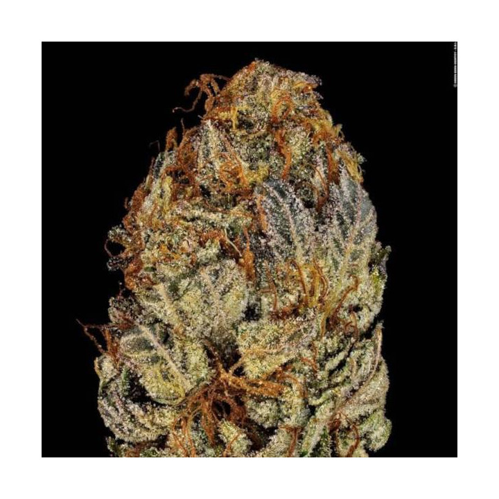 Semillas de Marihuana Feminizadas Chocolate Wafflez - Paradise Seeds 2