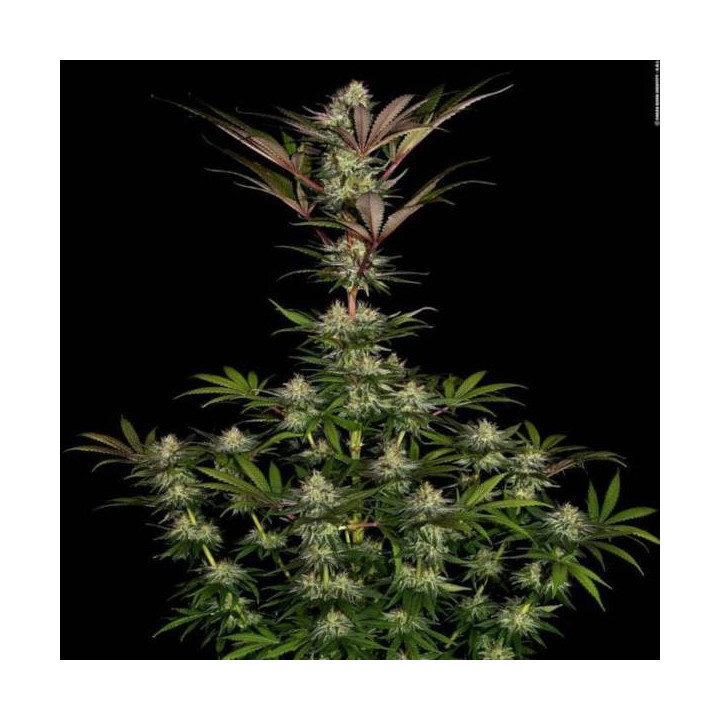 Semillas de Marihuana Feminizadas Chocolate Wafflez - Paradise Seeds 3