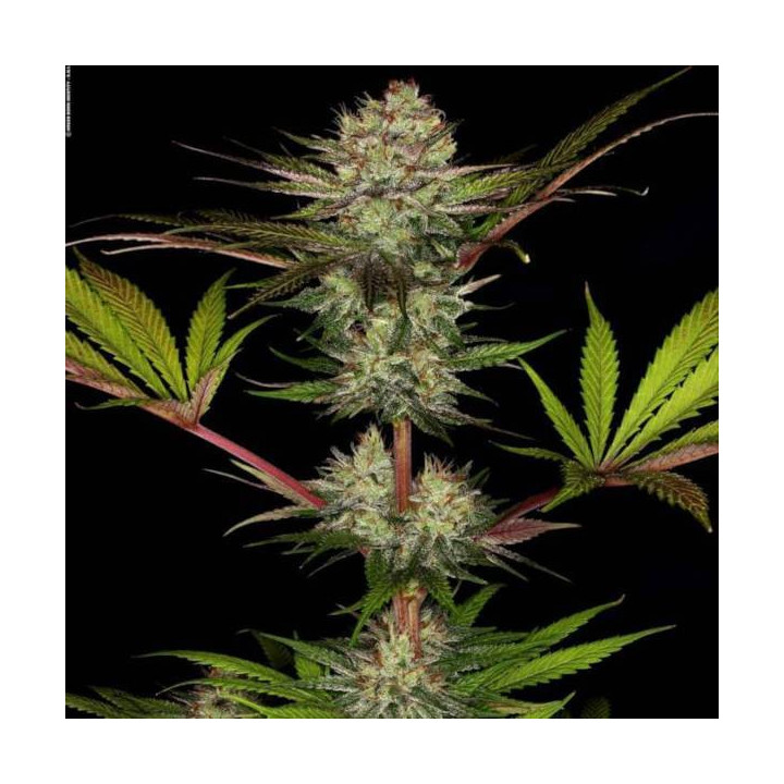 Semillas de Marihuana Feminizadas Chocolate Wafflez - Paradise Seeds 4