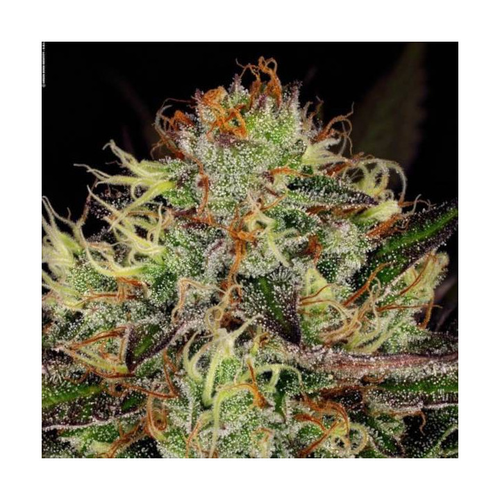 Semillas de Marihuana Feminizadas Chocolate Wafflez - Paradise Seeds 5