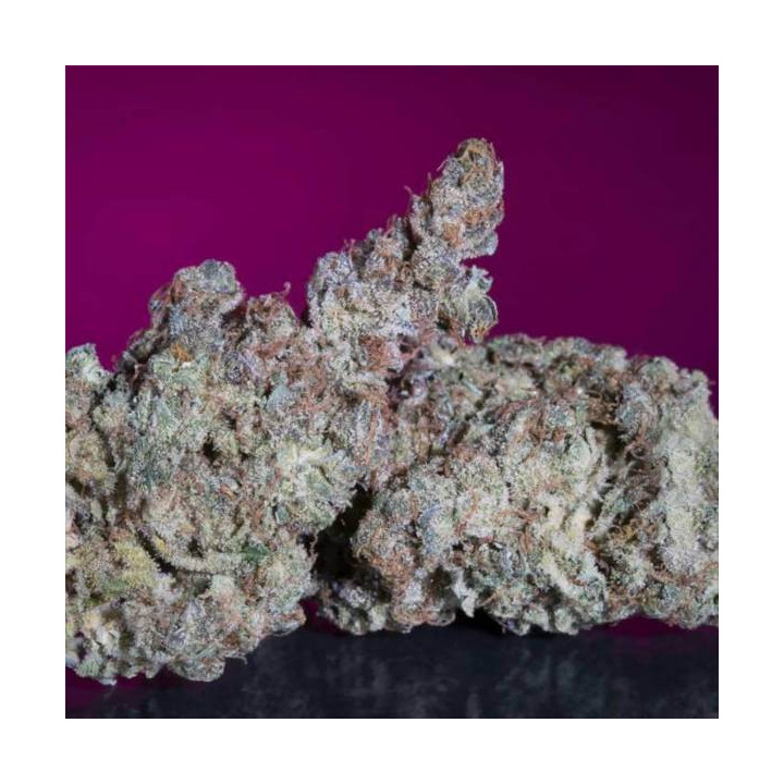 Semillas de Marihuana Feminizadas White Noise - Paradise Seeds