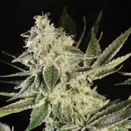 Semillas de Marihuana Feminizadas Glowstarz - Paradise Seeds