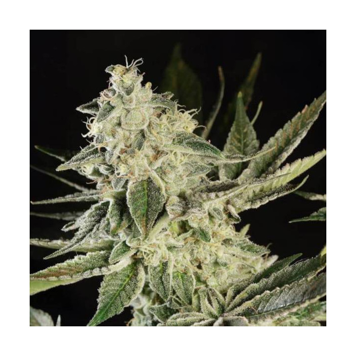 Semillas de Marihuana Feminizadas Glowstarz - Paradise Seeds
