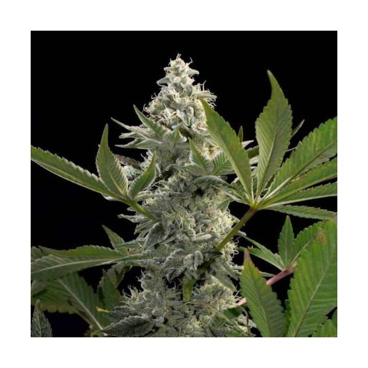 Semillas de Marihuana Feminizadas Glowstarz - Paradise Seeds 2