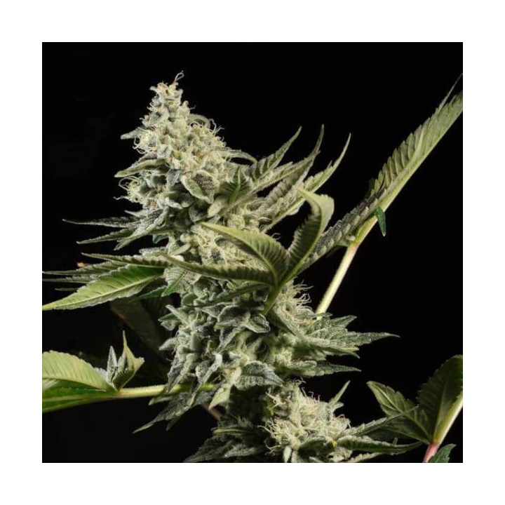 Semillas de Marihuana Feminizadas Glowstarz - Paradise Seeds 4