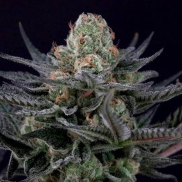 Semillas de Marihuana Feminizadas Caramba - Paradise Seeds