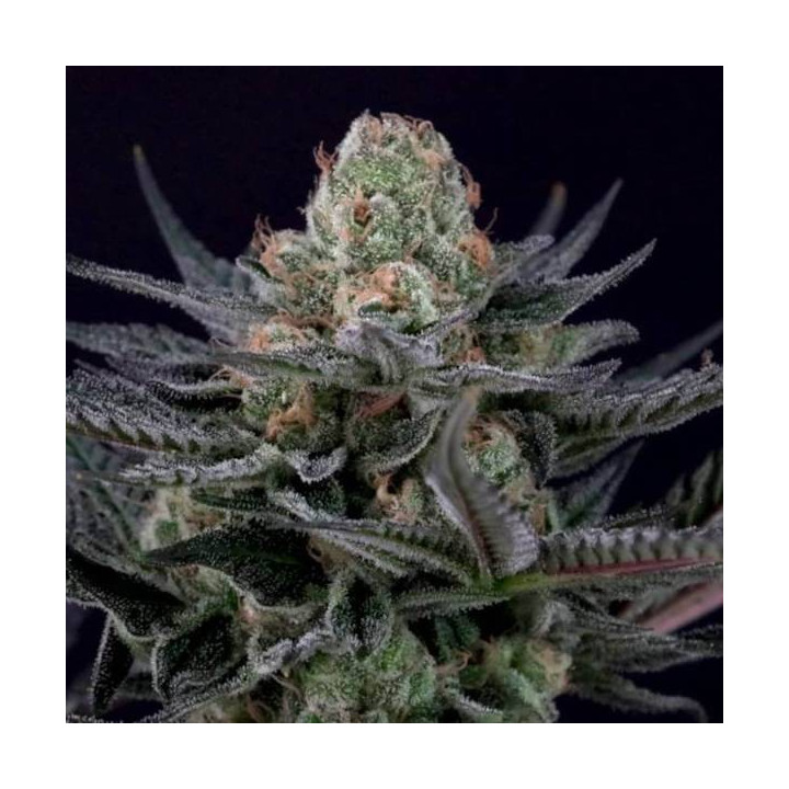 Semillas de Marihuana Feminizadas Caramba - Paradise Seeds