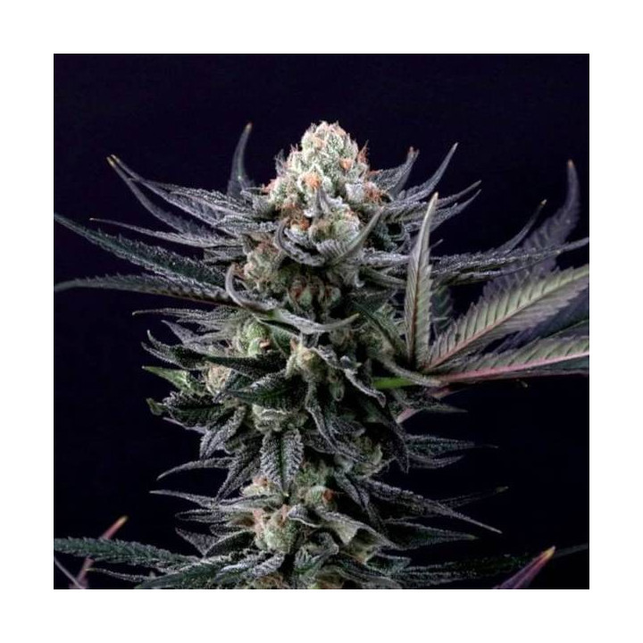 Semillas de Marihuana Feminizadas Caramba - Paradise Seeds 2