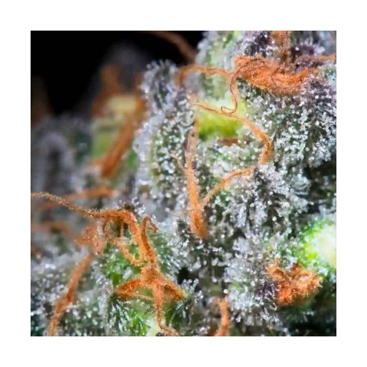 Semillas de Marihuana Feminizadas Caramba - Paradise Seeds 3