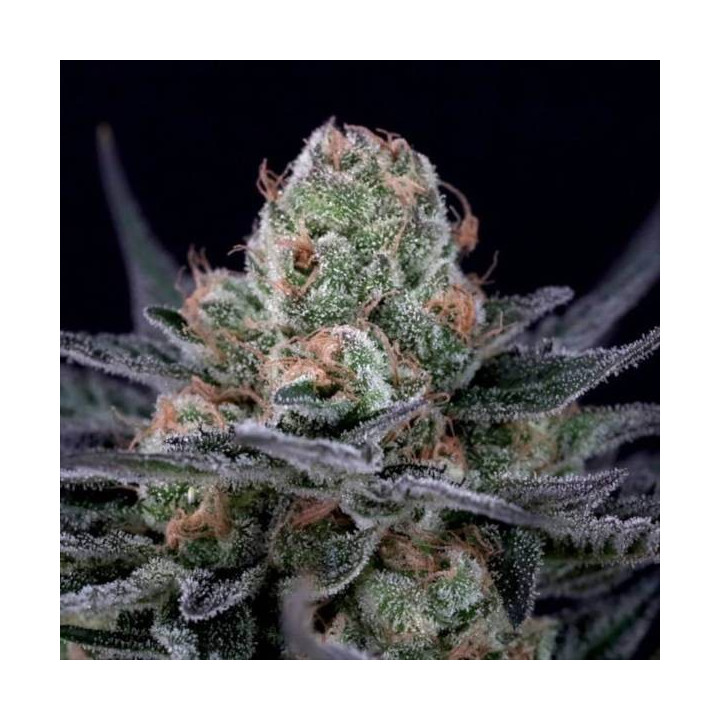 Semillas de Marihuana Feminizadas Caramba - Paradise Seeds 4