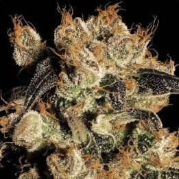 Semillas de Marihuana Feminizadas White Berry - Paradise Seeds