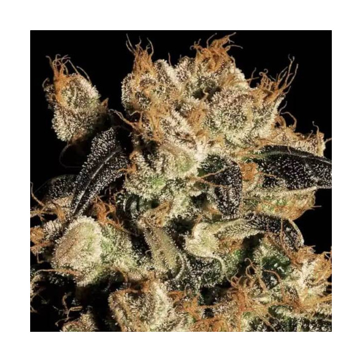 Semillas de Marihuana Feminizadas White Berry - Paradise Seeds