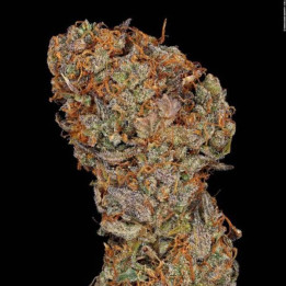 Semillas de Marihuana Feminizadas Apricot Candy - Paradise Seeds