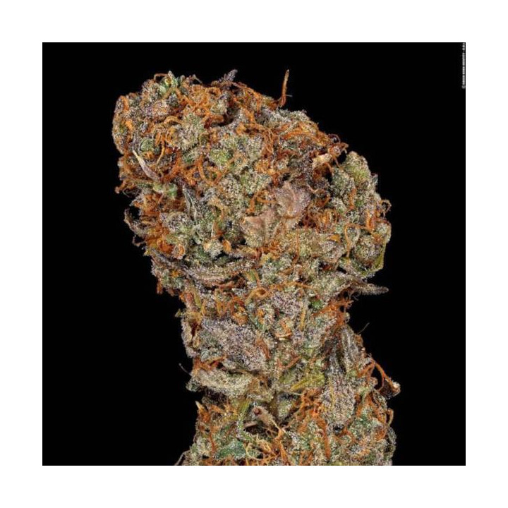 Semillas de Marihuana Feminizadas Apricot Candy - Paradise Seeds