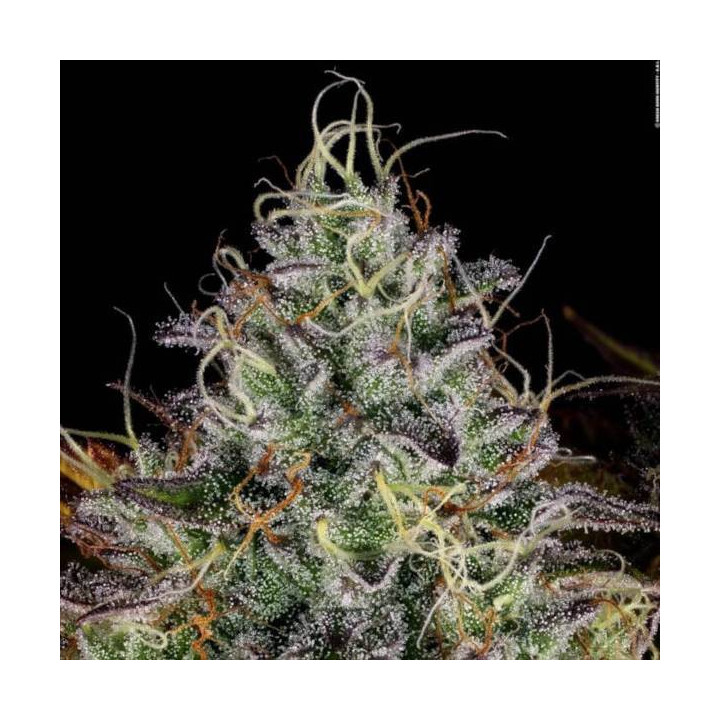 Semillas de Marihuana Feminizadas Apricot Candy - Paradise Seeds 2