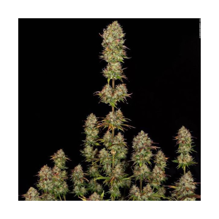 Semillas de Marihuana Feminizadas Apricot Candy - Paradise Seeds 3