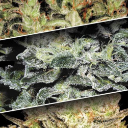 Semillas de Marihuana Feminizadas Sativa Champions Pack - Paradise Seeds 