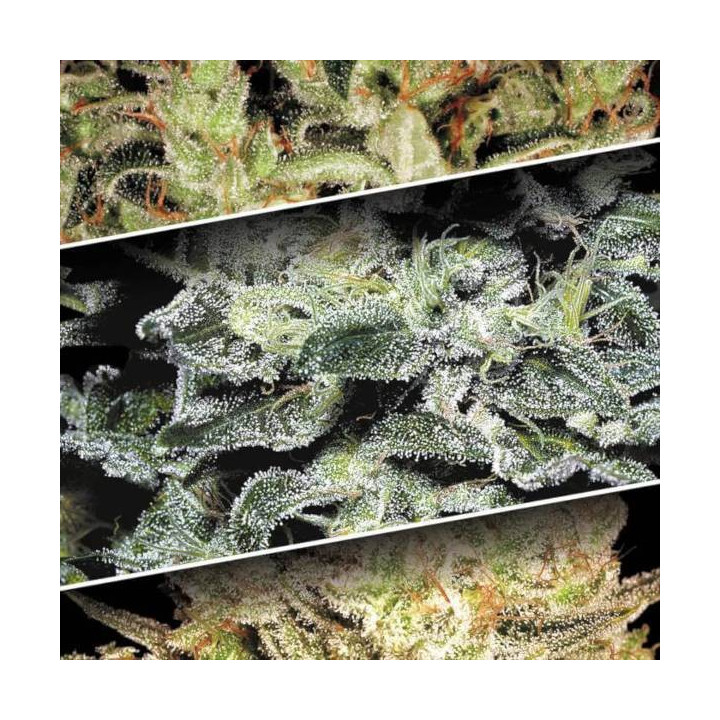 Semillas de Marihuana Feminizadas Sativa Champions Pack - Paradise Seeds 